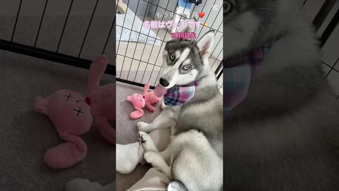 生後4ヶ月。家族になりました！#いぬ #犬 #シベリアンハスキー #ペット #赤ちゃん #いぬのいる生活#shorts #dog