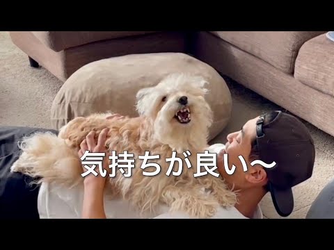 愛犬をマッサージをしたらこうなりましたw 愛犬をマッサージをしたらこうなりましたw
