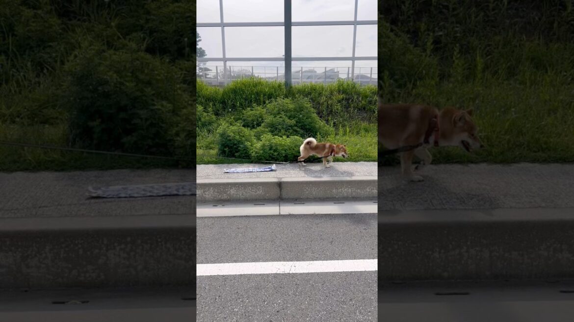 屋根より高い? #柴犬 #柴犬とん 屋根より高い? #柴犬 #柴犬とん