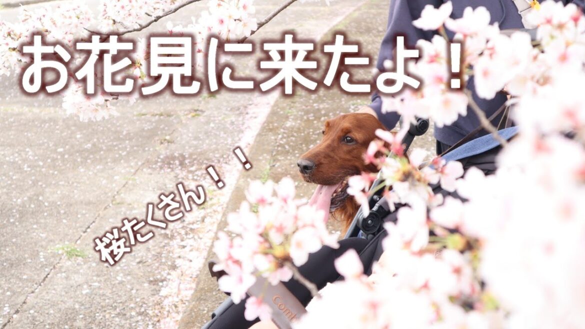 家族が1人増えて初めての桜はとてもキレイでした！｜アイリッシュセッター