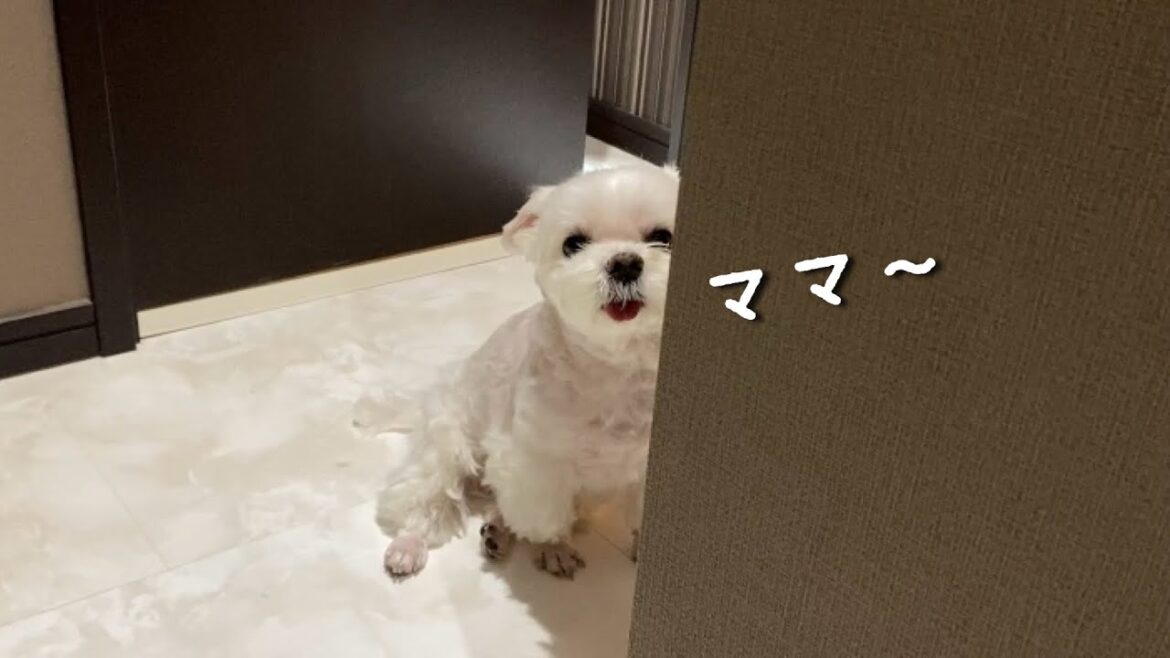 どこへ行くのもママと一緒がいい愛犬が可愛すぎました