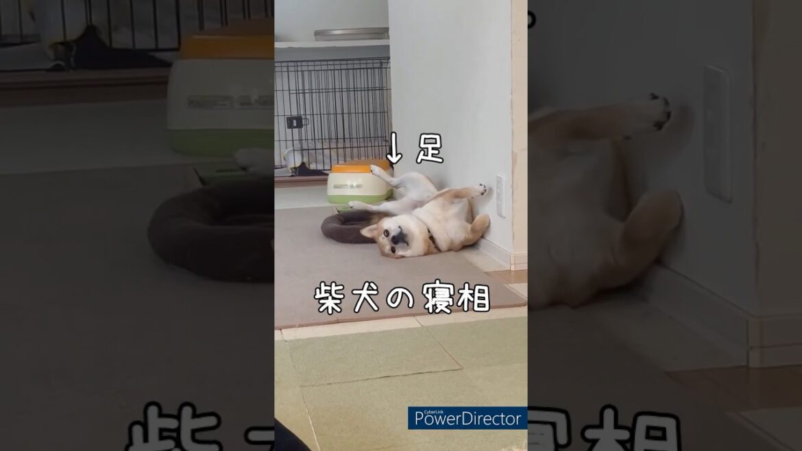 【柴犬だもの】アクロバティックな状態！豆柴アオと柴犬委員会  mameshiba AO & shiba inu committee #Shorts#柴犬 #豆柴#愛犬 #癒し#柴犬のいる生活
