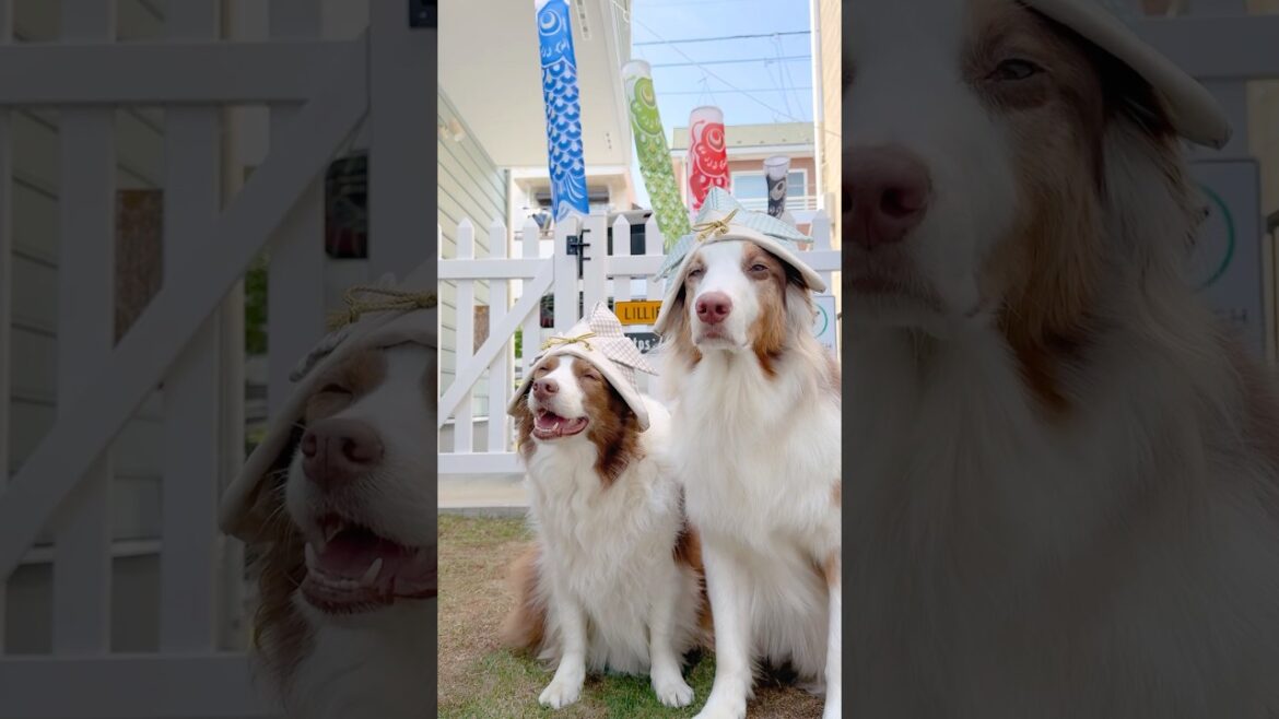 こどもの日🎏🐾【ボーダーコリー・オーストラリアンシェパード】#shorts こどもの日🎏🐾【ボーダーコリー・オーストラリアンシェパード】#shorts