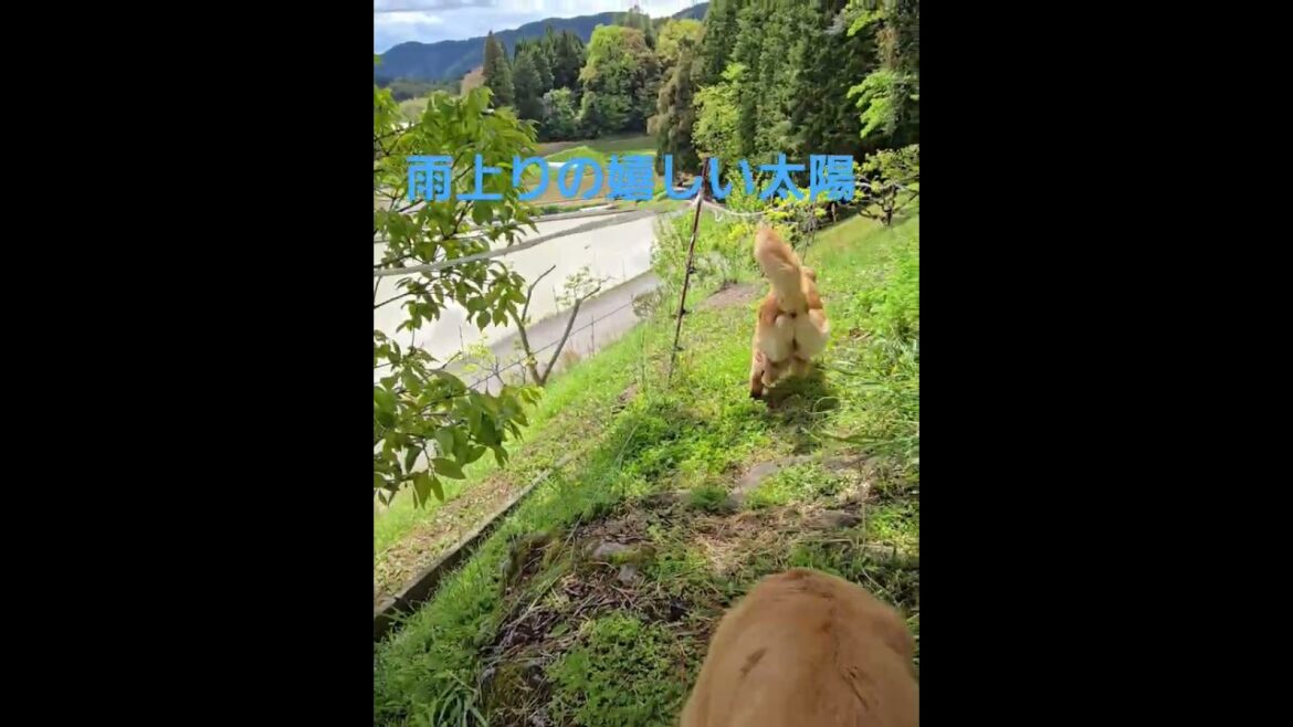 蛙の声、田植えの準備、用水路に流れる水。ゴールデンレトリバーのゴールデンウイーク。 #ゴールデンレトリバー #大型犬のいる生活 #癒し #shorts #goldenretriever