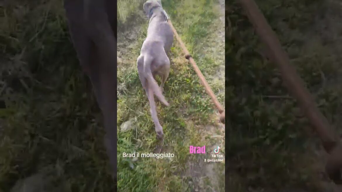 Meet the World's Funniest Dog