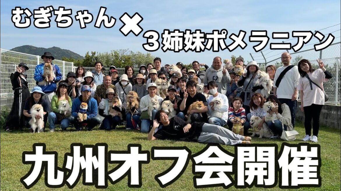 【ポメだらけ】九州でオフ会やったら予想以上に凄すぎた