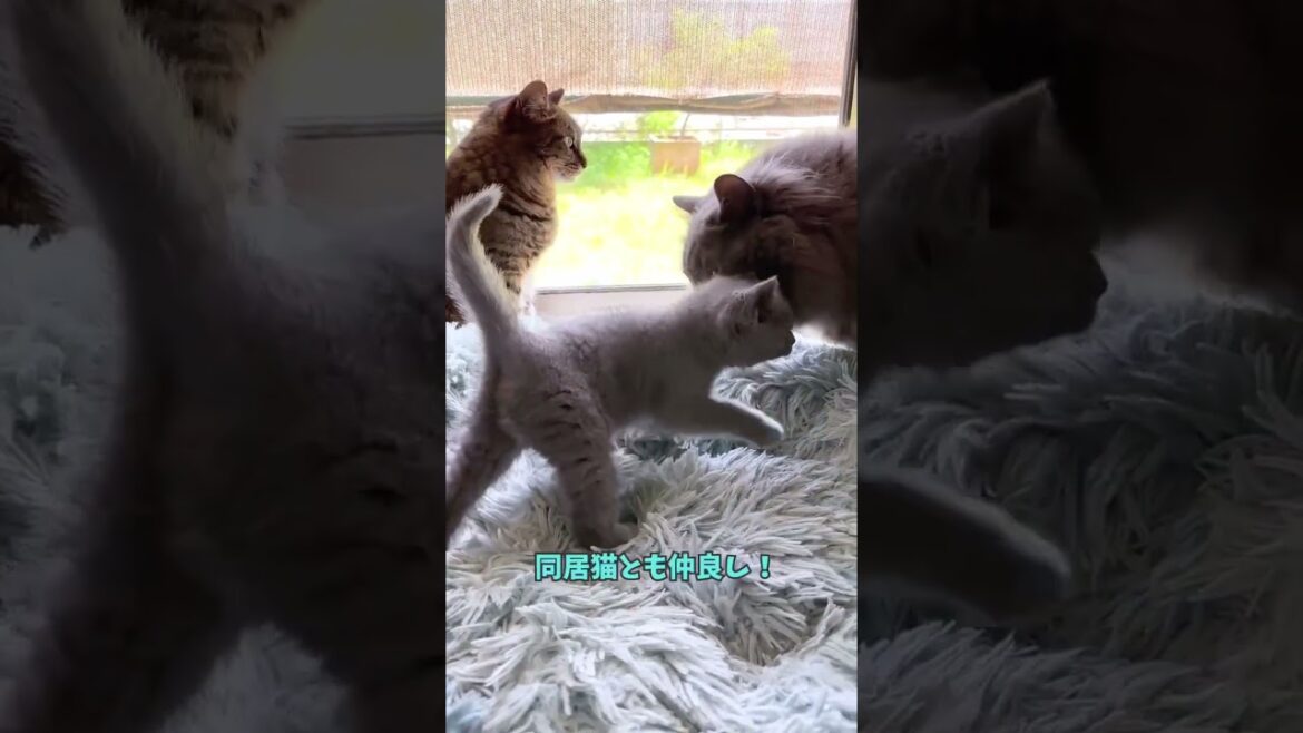 #shorts 【シャルトリュー子猫】CNラテくん（仮） #シャルトリュー #猫好きさんと繋がりたい