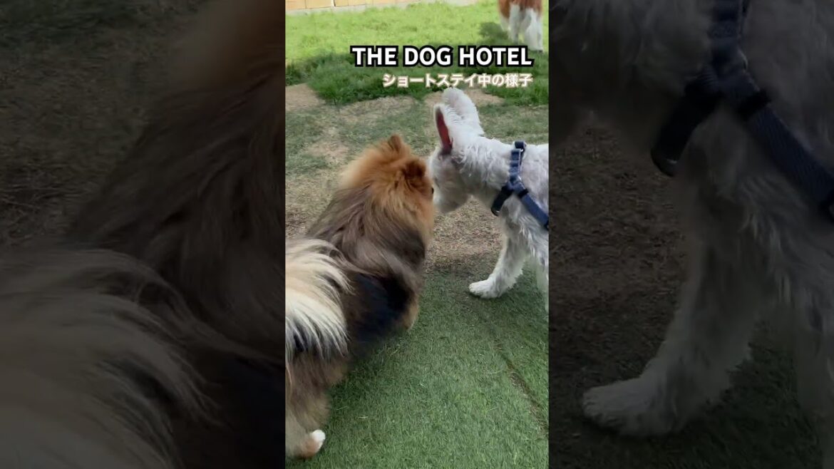 25/05/04 THE DOG HOTEL だんごくん