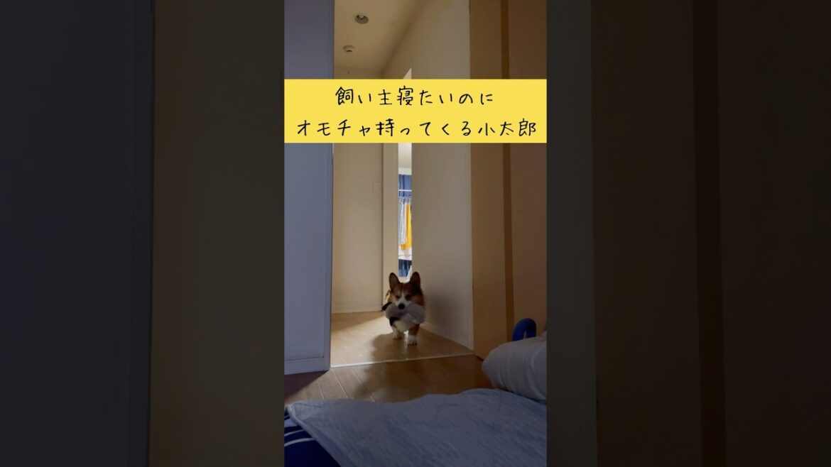 【コーギー】私、寝たいんですけど #shorts  VOICEVOX:ずんだもん