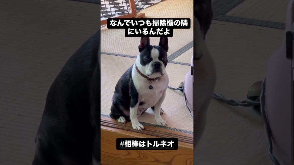 いつも掃除機の隣にいる犬　#ボストンテリア #bostonterrier #トルネオ