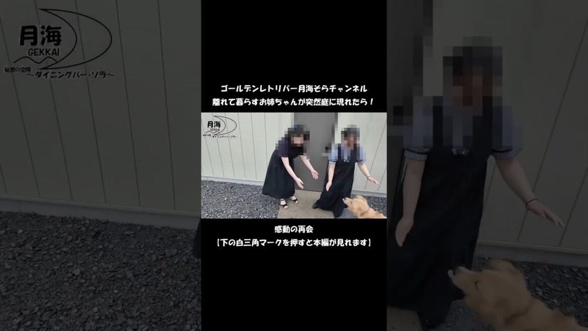 久しぶりの再会【Golden Retriever japan】♯Shorts