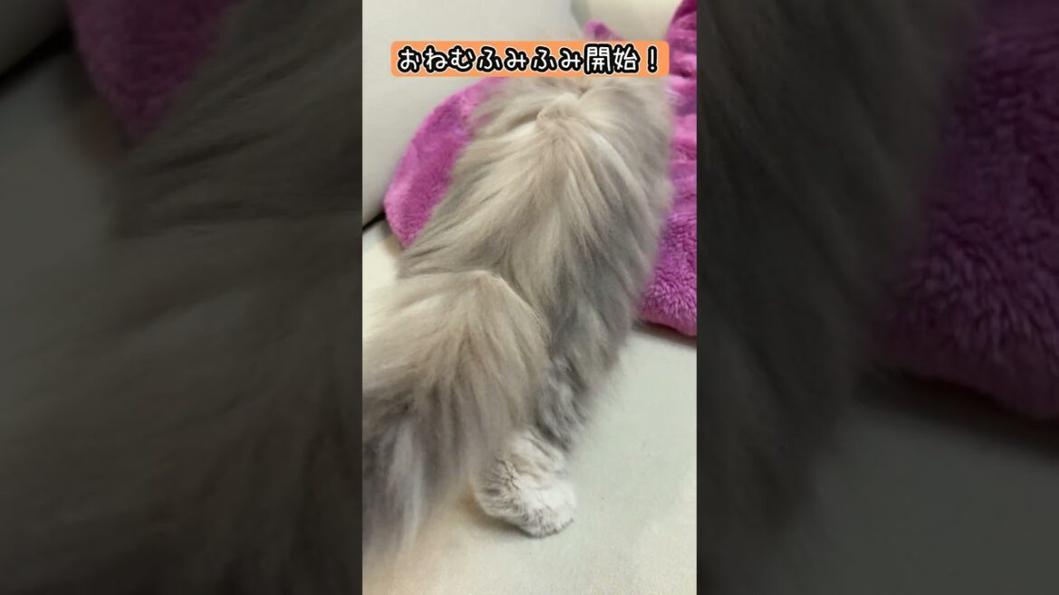 いつでもどこでもふみふみ職人！#子猫 #ペルシャ#猫 #cat#persia#kitten #ふみふみ