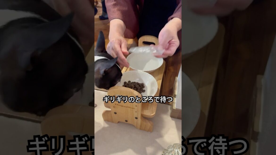 おはよう！メルの朝ごはん #ボストンテリア #ボステリ #bostonterrier