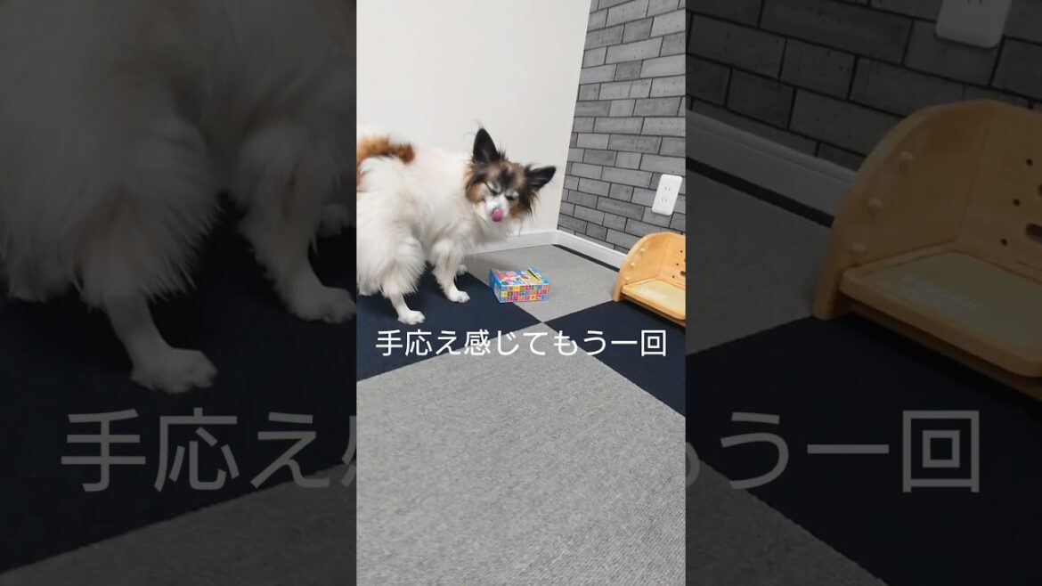 お菓子の箱でおやつあげるとどんどん上達する犬 #犬のおやつ #犬のいる生活 #パピヨン