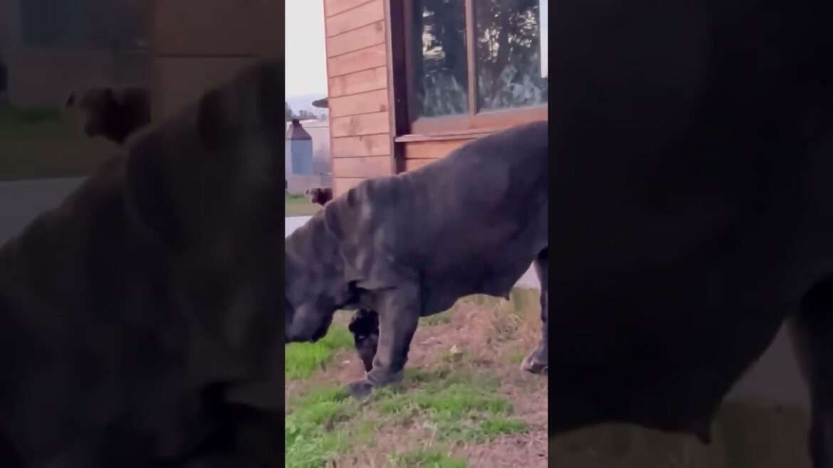 NEAPOLITAN MASTIFFS ARE ONE OF THE BEST BREED OF MASTIFFS. THIS IS ONE OF MY FAVORITE BREEDS