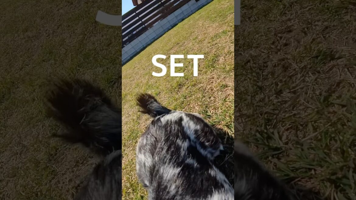 追う側になっちゃったので自分の尻尾しか映っていないみぞれラン　#すみぞ #スキッパーキ #チワワ #ミックス犬 #ドッグラン