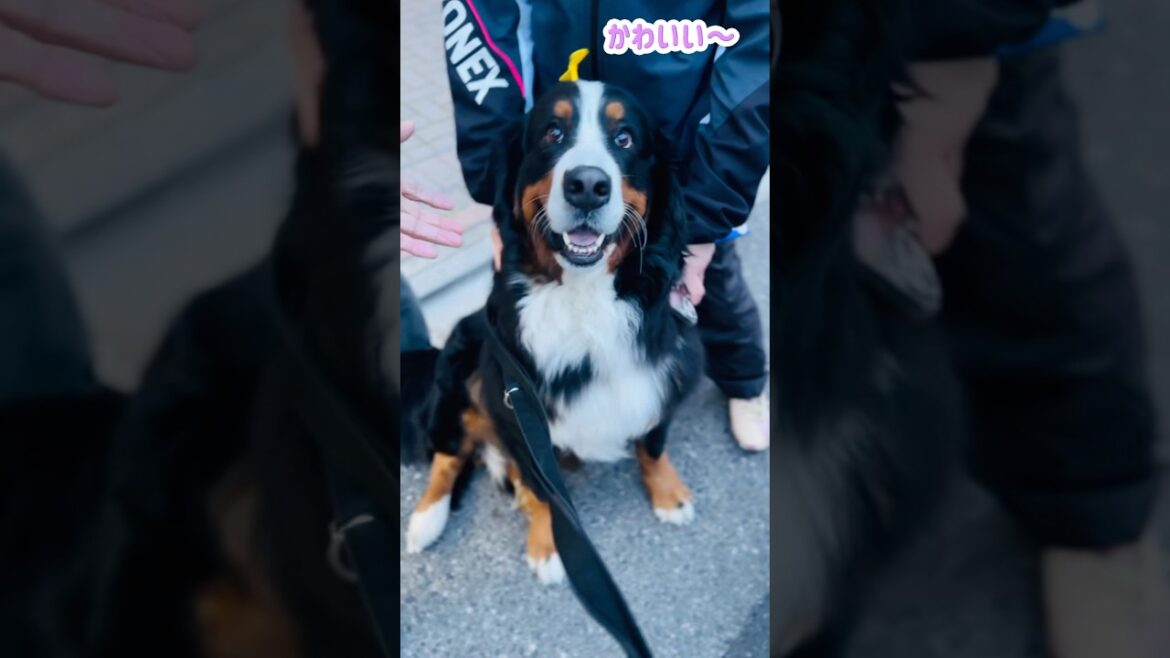 足の上にお座り❤️女子高生に可愛がってもらったバーニーズ🐾