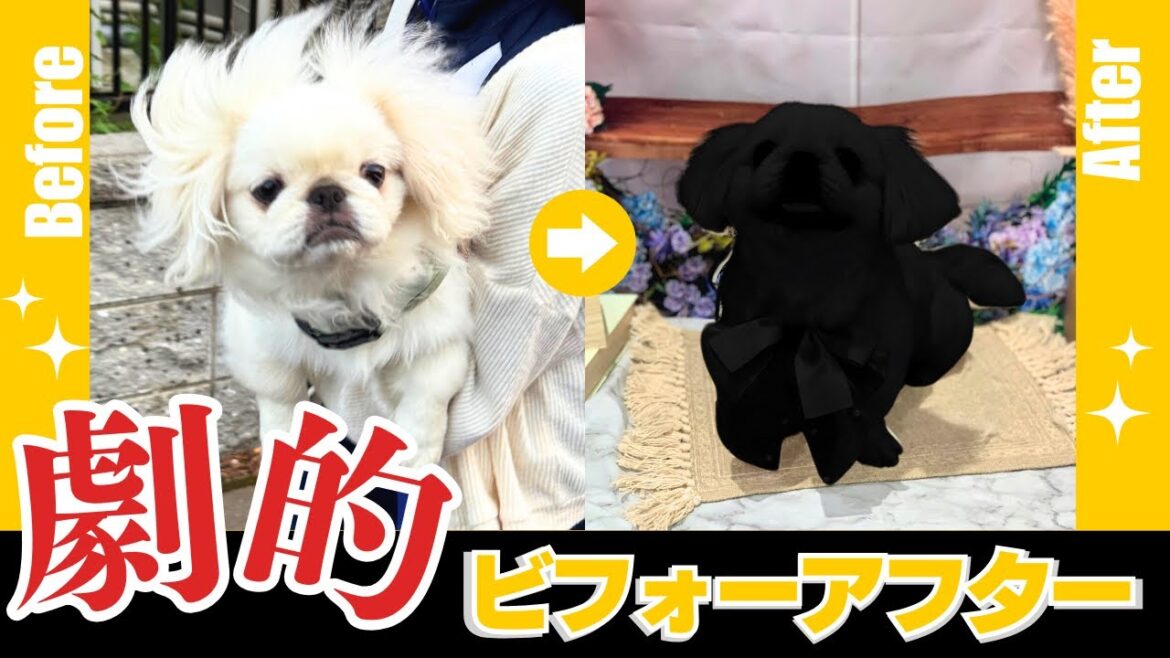 生後5ヶ月の子犬ペキニーズの男の子初めてのトリミングとホテル【ぺたろー】Pekinese