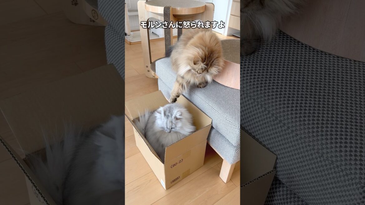 猫バトルになるかと思ったんですが… 【サイベリアン】 #Shorts