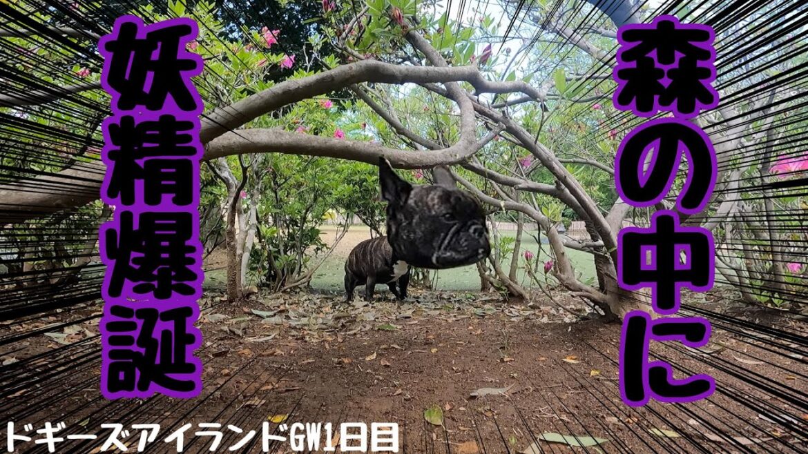 「GW１日目」ドギーズアイランドで水に入る武者修行をするブルドッグ