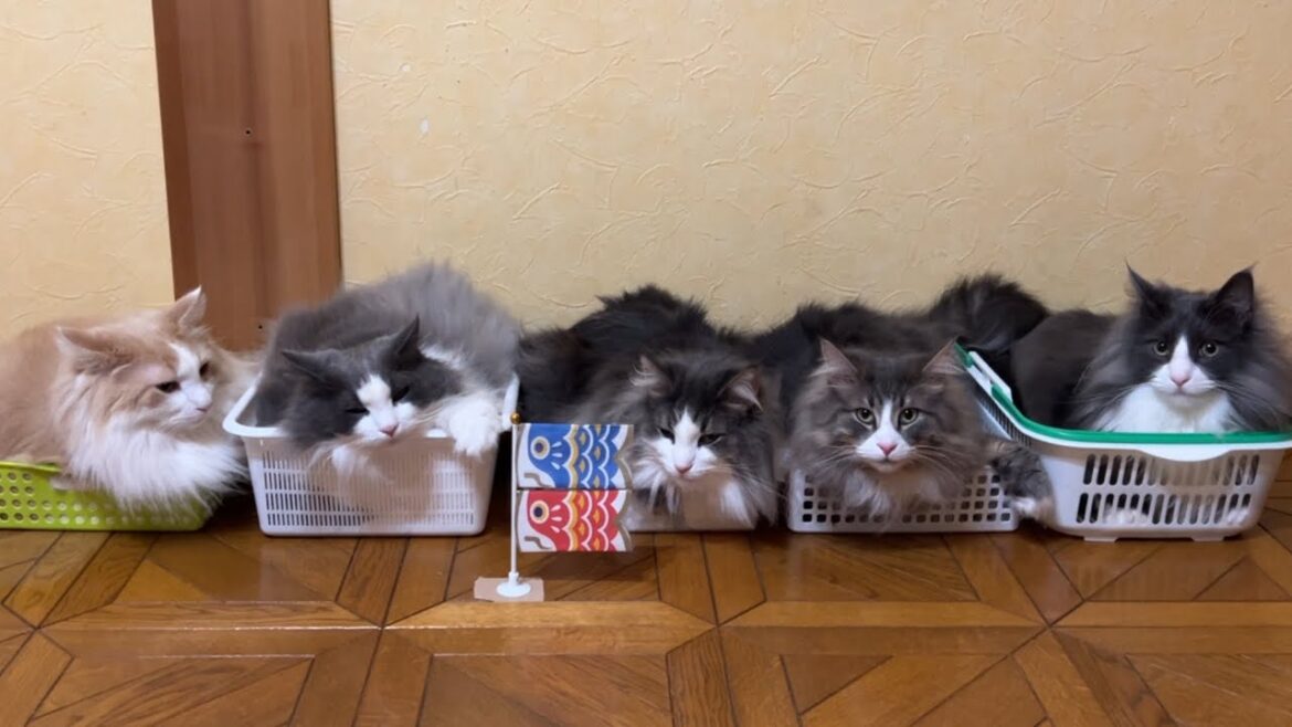 【こどもの日🎏】みんなが並ぶと思った以上に似ていたwwwノルウェージャンフォレストキャットとターキッシュアンゴラ 【こどもの日🎏】みんなが並ぶと思った以上に似ていたwwwノルウェージャンフォレストキャットとターキッシュアンゴラ