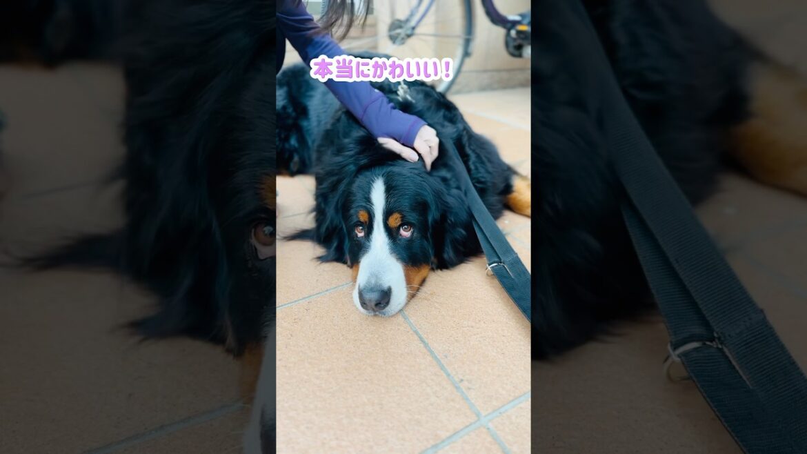 尻尾フリフリ‼️ご近所のお姉さんに可愛がってもらったバーニーズ🐾