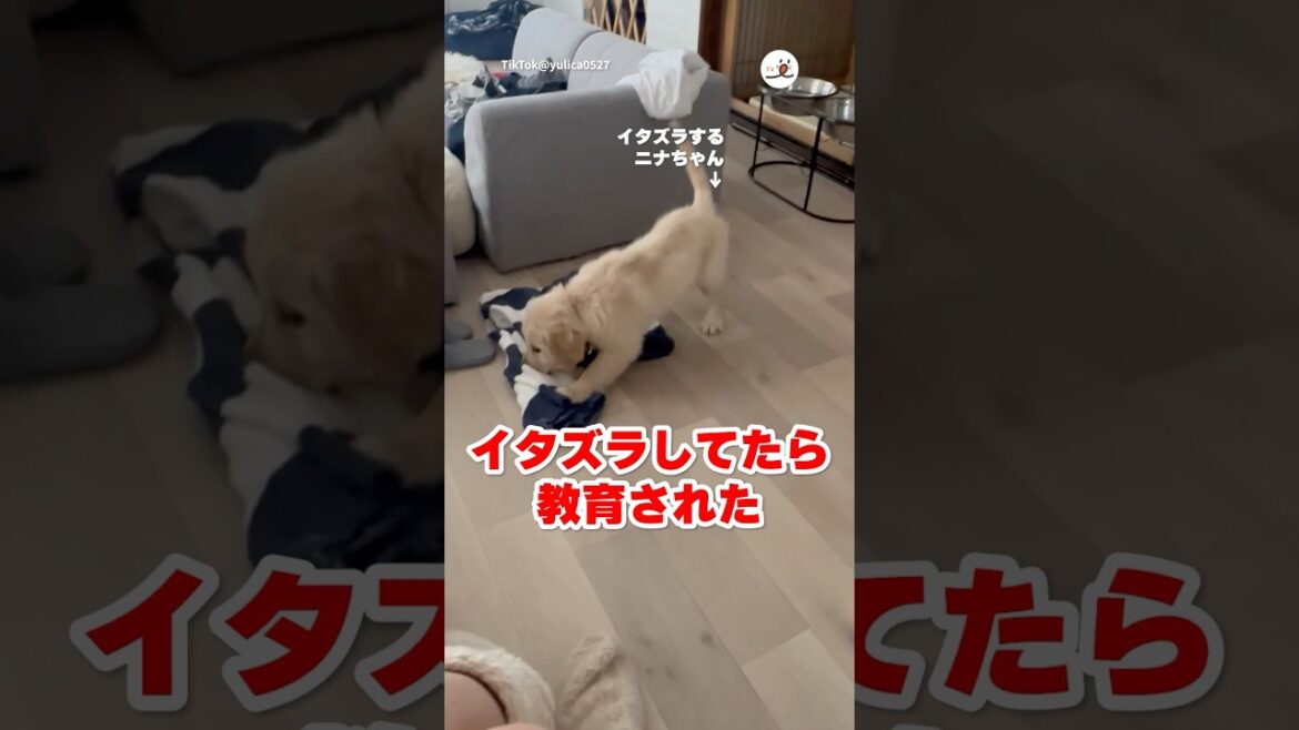 ハスキーさん「それはダメだよ！」｜PECO