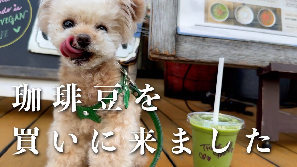 このサムネあってます？？？【トイプードル】