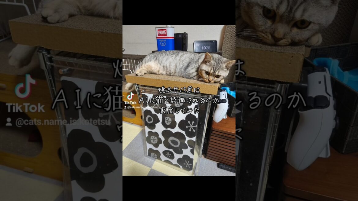 焼きサバくんは猫と認識されるのか実験してみた