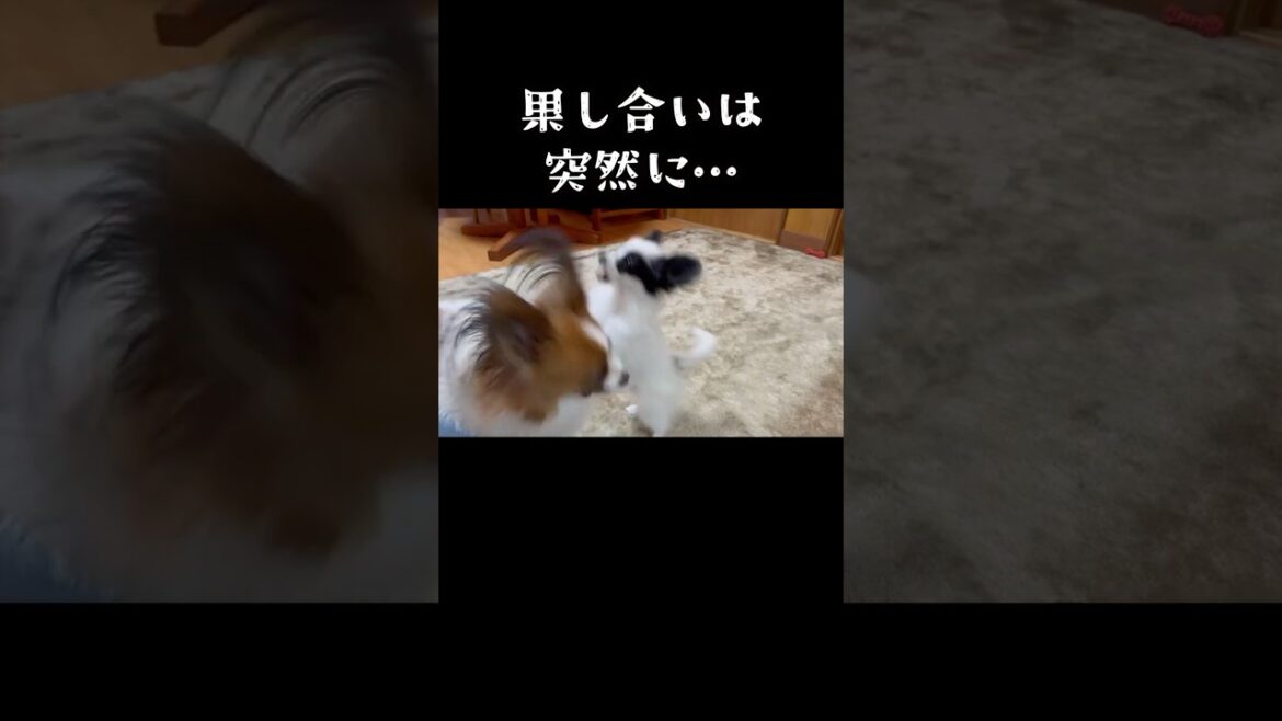 果し合いは突然に…  #パピヨン #papillon #可愛い#子犬お迎え 果し合いは突然に…  #パピヨン #papillon #可愛い#子犬お迎え