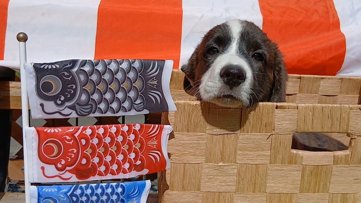 コーギー・カーディガン　こどもの日　仔犬ちゃんver