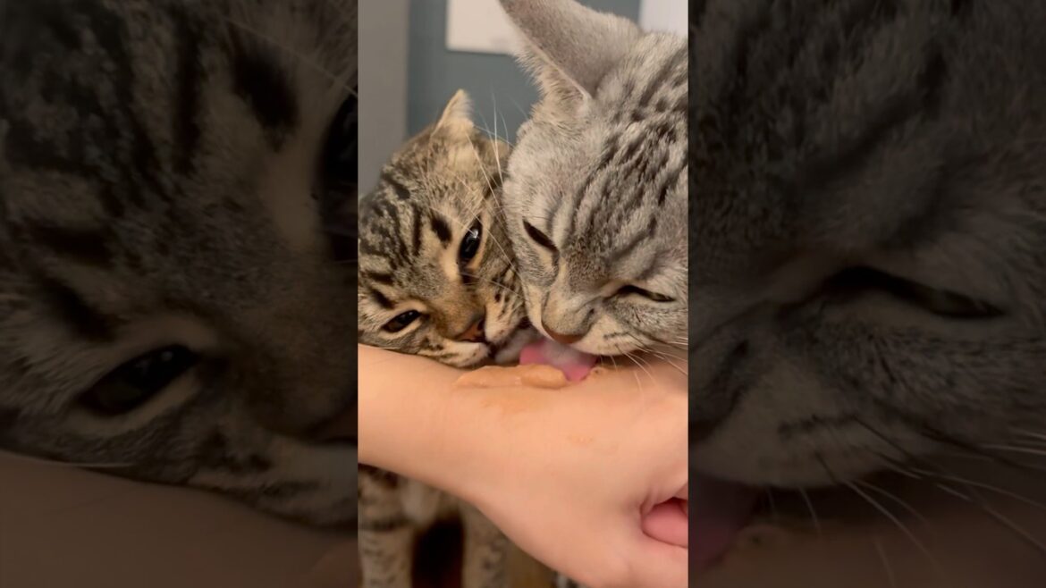 ちゅーるに喰らいつく猫たちが可愛すぎる!! #shorts #猫 #cat