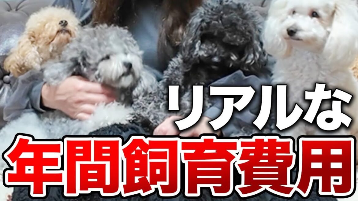 【修正版】トイプードル多頭飼い | 1年で使ったお金がヤバかった…