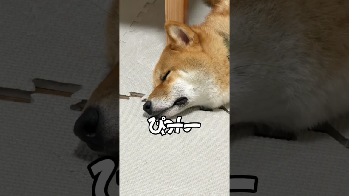 笑い堪えるの必死で撮影ww #柴犬 #shorts #爆睡 #寝言