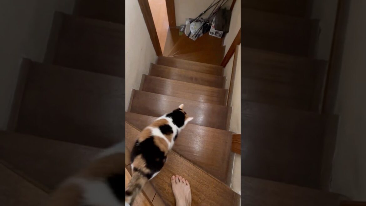 【三毛猫】ミケと一緒に目覚める朝