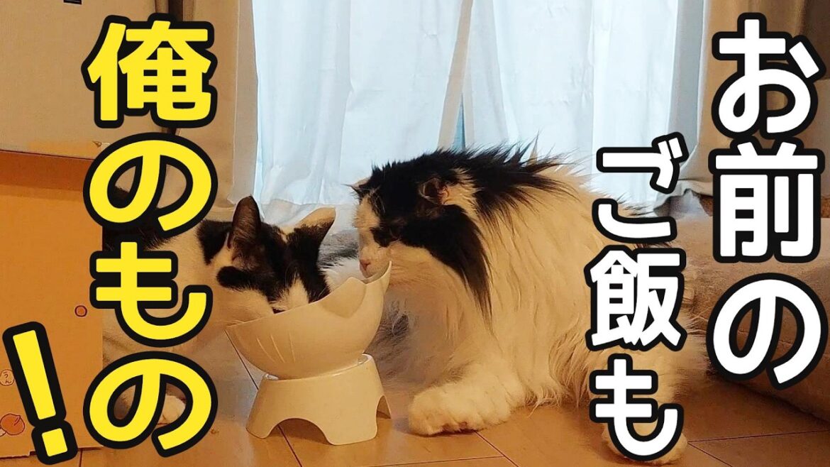 みんなのご飯は全部自分のご飯と勘違いしている8㎏の巨大猫...。#スコティッシュフォールド