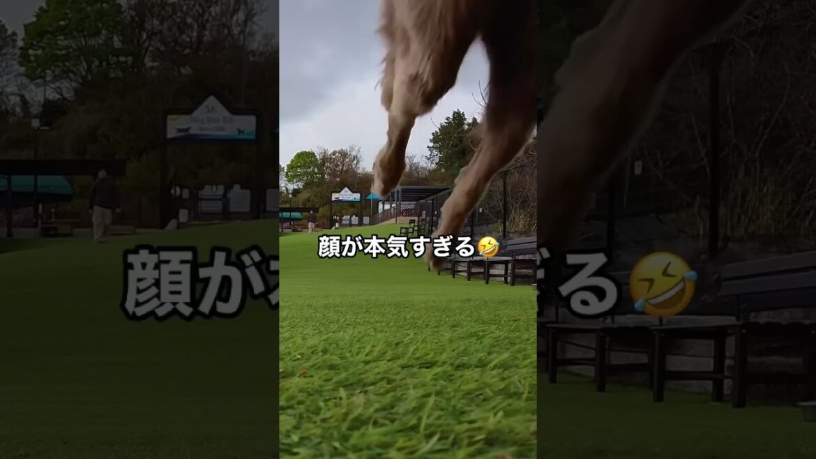 顔が本気すぎる🤣#大型犬 #犬のいる暮らし #ワイマラナー#ワイマラナーロングヘアード #dog#wiemaraner #shorts #ルルちゃんのルンルンちゃんねる