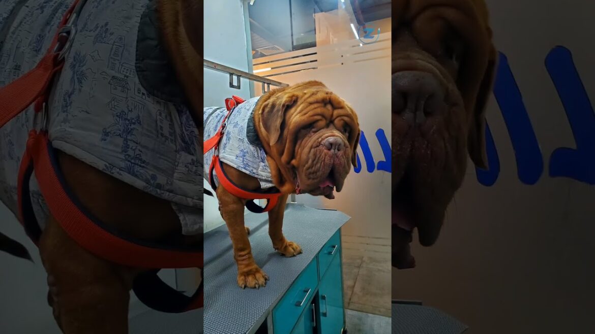 Pawsitively delightful moments with our furry friend! 🐾🐶 #zotails #shorts #mistiff