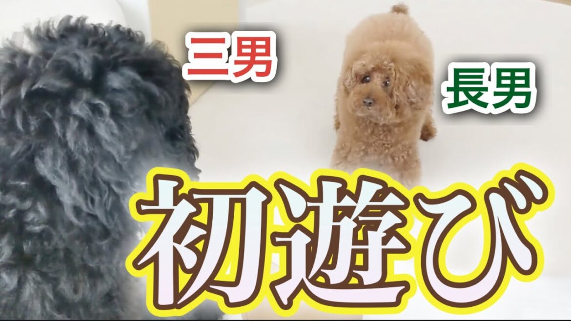 【ミディアムプードル子犬】初めて先住犬と遊べた瞬間コチラ！
