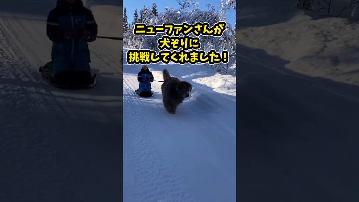 ニューファンドランドさんの動画見て笑ったら寝ろwww　#ニューファンドランド #笑える #大型犬のいる生活