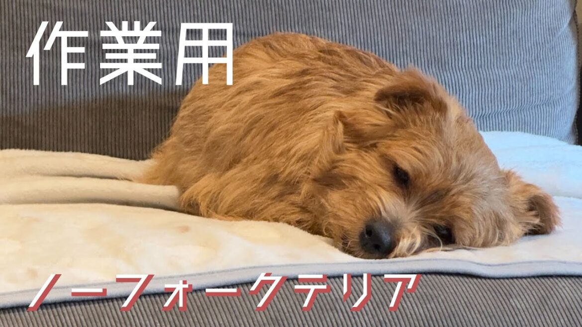 作業用ノーフォークテリア。