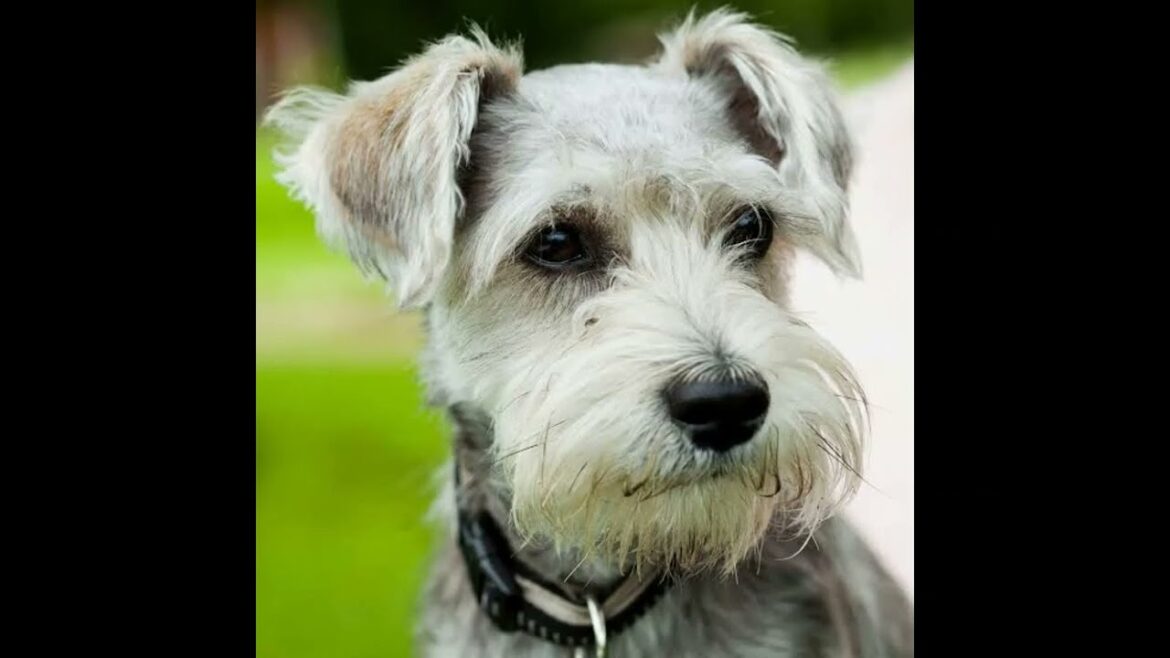 Top 12 de perro raza schnauzer
