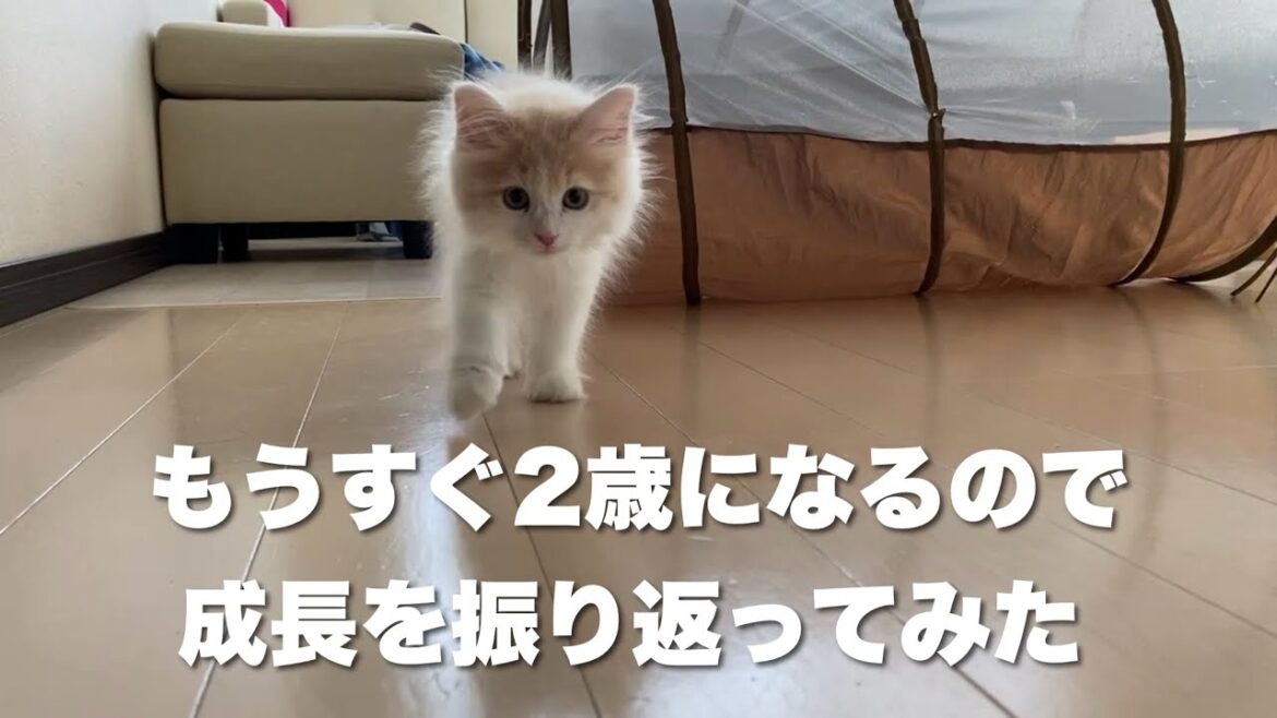 サイベリアンの成長を短時間で振り返ってみた