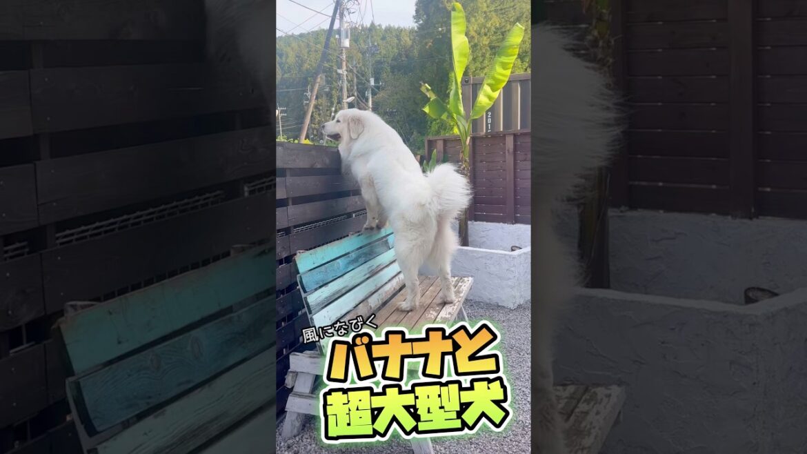 【グレートピレニーズ】風になびく超大型犬🐻‍❄️✨ #shorts