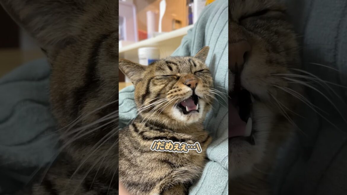 子猫の時から5年間、たくさんの愛情を注いで育てたら… 子猫の時から5年間、たくさんの愛情を注いで育てたら…