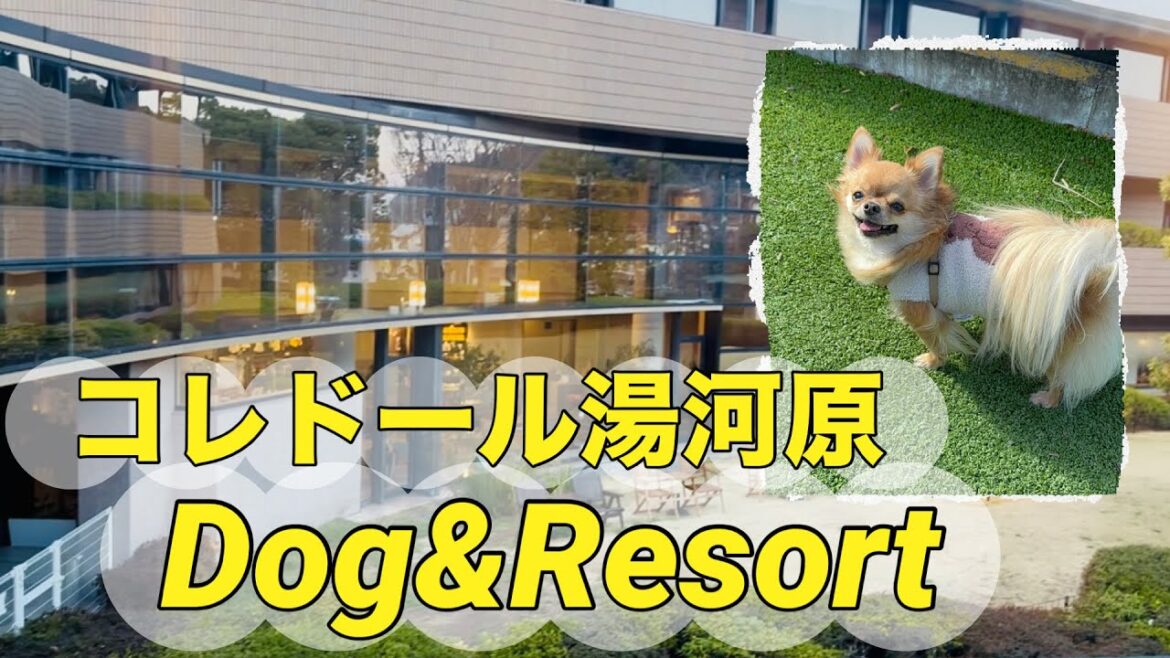 【Vlog】チワワと大好きなお宿に行ってきました⭐︎コレドール湯河原Dog&Resort