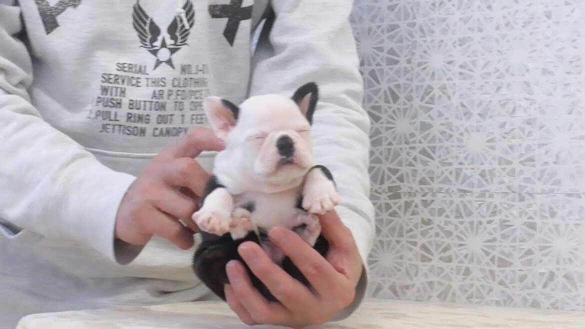 ☆ボストンテリア☆子犬☆ーブサカワ専門犬舎ーBULLDON'S