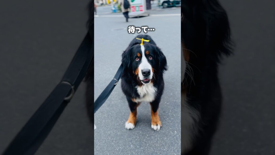 なぜか止まる‼️どうしてもセブンイレブンが気になるバーニーズ🐾