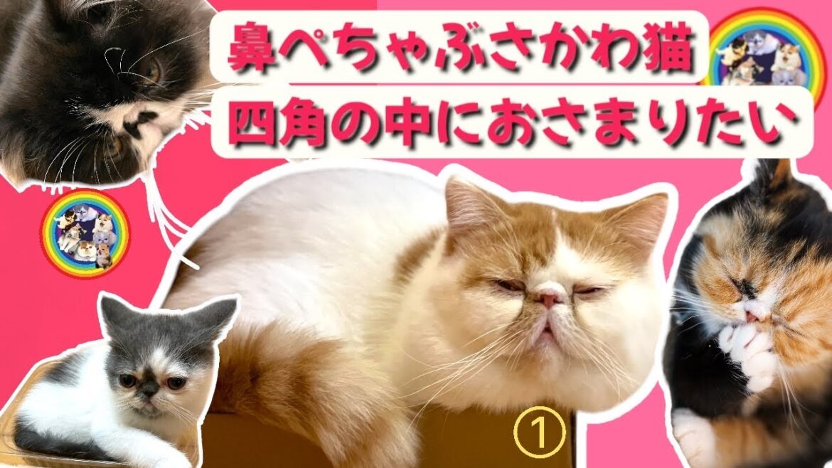 鼻ぺちゃぶさかわ猫　四角の中におさまりたい/お猫さまの不思議あるある#エキゾチックショートヘア #cat #猫のいる暮らし #猫好きさんと繋がりたい #かわいい猫 #猫あるある #ぶさかわ猫#こねこ