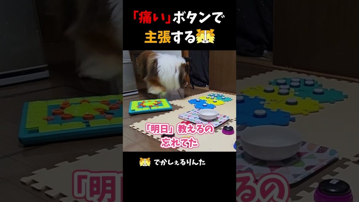 「痛い」ボタンで主張するシェルティ【会話ボタンでしゃべる犬】 #shorts #犬 「痛い」ボタンで主張するシェルティ【会話ボタンでしゃべる犬】 #shorts #犬